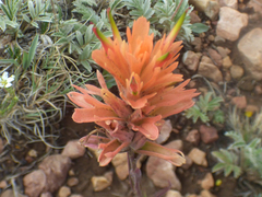 Castilleja kaibabensis