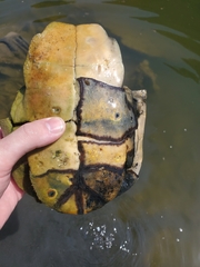 Trachemys scripta elegans