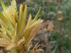Castilleja kaibabensis