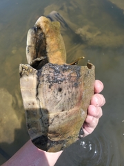 Trachemys scripta elegans