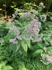Eutrochium purpureum