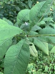 Eutrochium purpureum