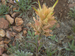 Castilleja kaibabensis