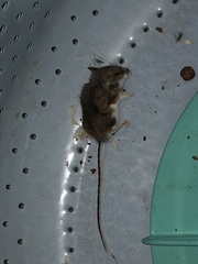 Peromyscus maniculatus gracilis
