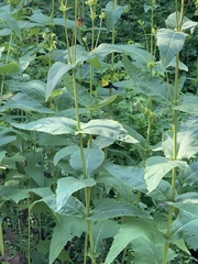 Spinus tristis