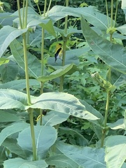 Spinus tristis