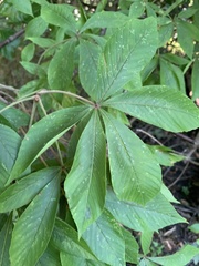 Aesculus glabra