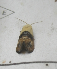 Eugnosta erigeronana