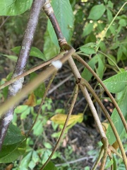 Aesculus glabra