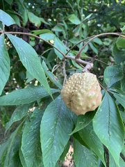 Aesculus glabra