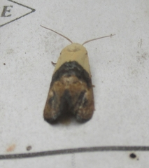 Eugnosta erigeronana
