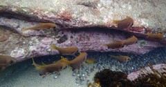 Pempheris compressa