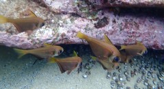 Pempheris compressa