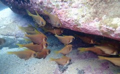 Pempheris compressa