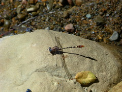 Erpetogomphus lampropeltis