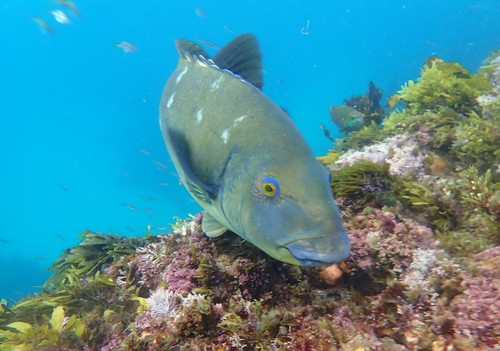 Eastern Blue Groper, photo 5 of 9