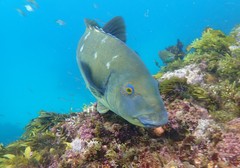 Giant Pig Fish photo 4