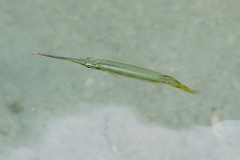Zenarchopterus dispar