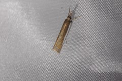 Crambus sperryellus
