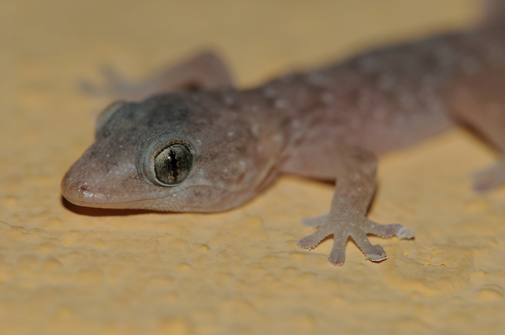 Boettger's Wall Gecko
