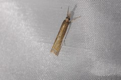 Crambus sperryellus