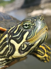 Pseudemys concinna concinna