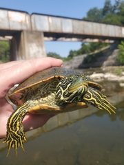 Pseudemys concinna concinna