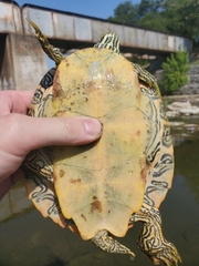 Pseudemys concinna concinna