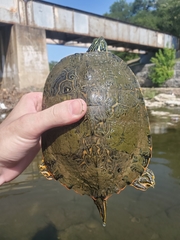 Pseudemys concinna concinna