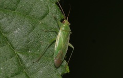 Orthotylus marginalis