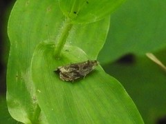 Olethreutes nigranum