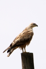 Buteo rufinus