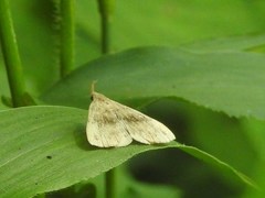 Phalaenostola eumelusalis