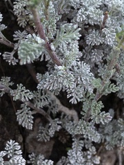 Senecio seminiveus