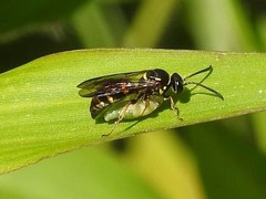 Argogorytes nigrifrons