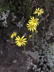 Senecio seminiveus