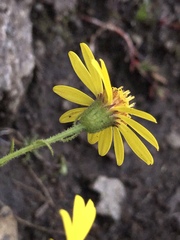 Senecio seminiveus