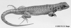 Liolaemus morenoi