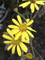 Senecio seminiveus
