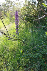 Dactylorhiza maculata