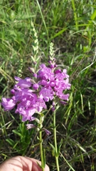 Physostegia angustifolia