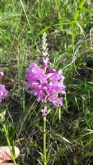 Physostegia angustifolia