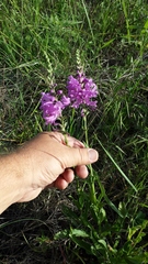 Physostegia angustifolia