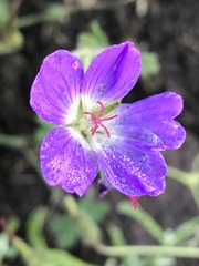 Geranium brycei