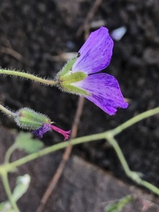 Geranium brycei