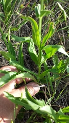 Physostegia angustifolia