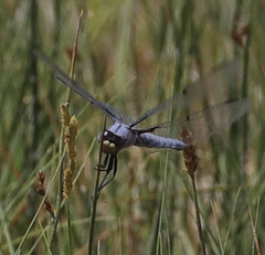 Libellula nodisticta