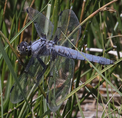 Libellula nodisticta
