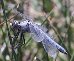 Libellula nodisticta