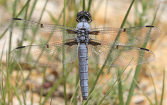 Libellula nodisticta